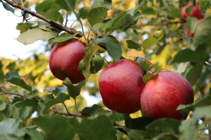 Jabłoń – uprawa, pielęgnacja, najpopularniejsze odmiany