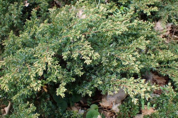 Juniperus Communis 'Repanda'
