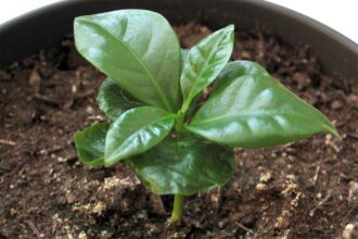 Kawa arabska – uprawa w domu