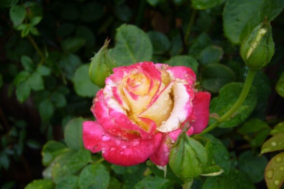 Róża ‘Double Delight’