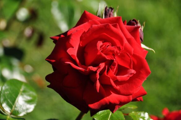 Róża ‘Ingrid Bergman’
