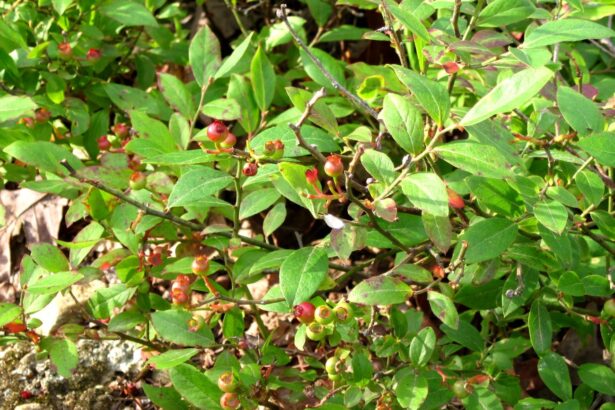 Świdośliwa