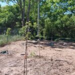 Z życia kiepskiej Ogrodniczki cz. II - czas przeszły 18-05-2022