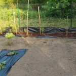 Z życia kiepskiej Ogrodniczki cz. VIII Borówka amerykańska