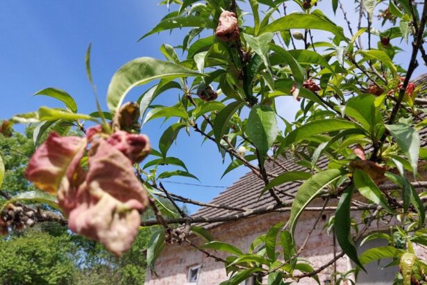 Kędzierzawość liści brzoskwini