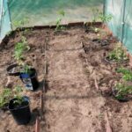 Z życia kiepskiej Ogrodniczki – czas przeszły cz. XIII 16-05-2022 – Pomidory pod folią