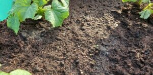 Z życia kiepskiej Ogrodniczki cz. XV Moje ogórki - wschody, nie te duże