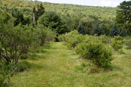 Co sadzić koło borówek amerykańskich