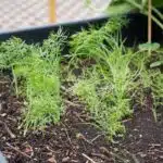 Co siać w czerwcu - koper włoski