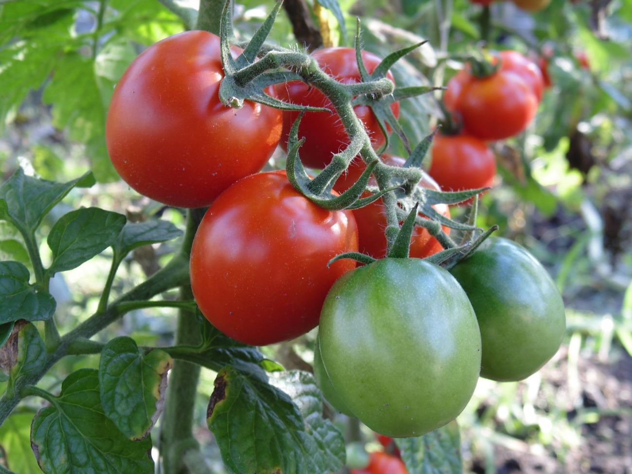 Najbardziej plenne pomidory gruntowe