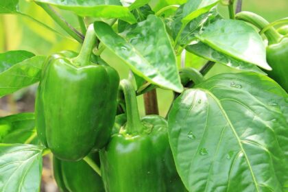 Papryka – uprawa, pielęgnacja, odmiany