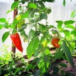 Uprawa papryki pod osłonami Uprawa papryki pod osłonami