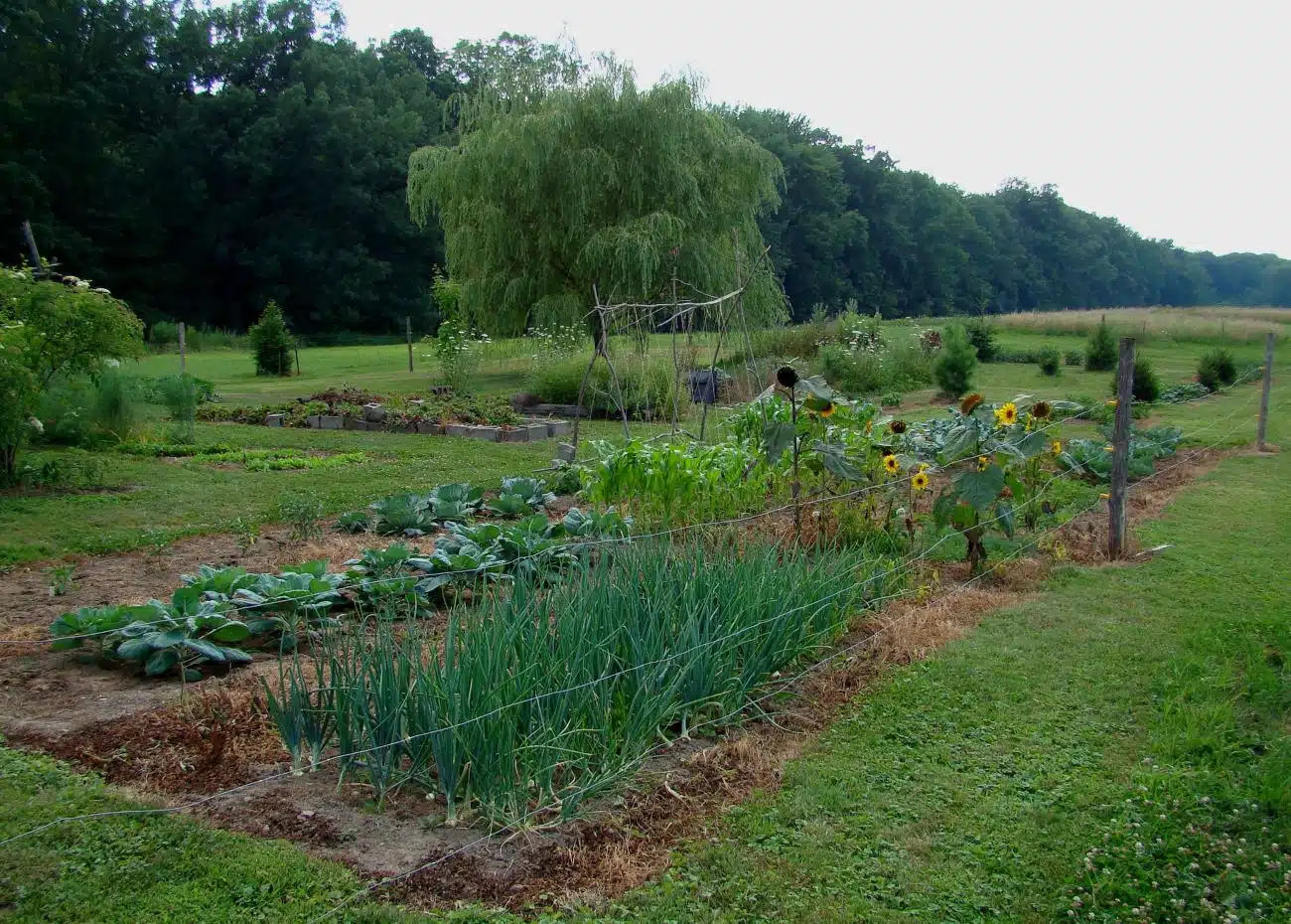 Złe sąsiedztwo warzyw