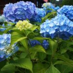 Choroby hortensji