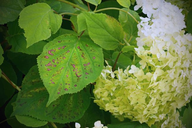 Choroby hortensji – choroba grzybowa Plamistość liści hortensji