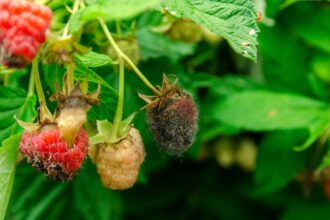 Dlaczego maliny nie owocują Dlaczego maliny nie owocują – szara pleśń