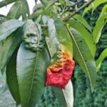 Kędzierzawość liści brzoskwini