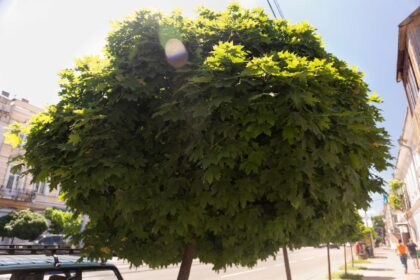 Klon szczepiony na pniu 'Globusum'