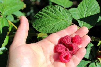 Opryski na maliny Opryski na maliny