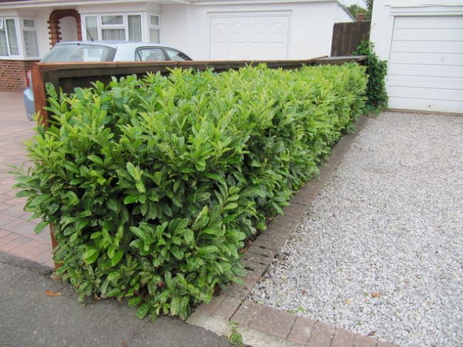 Rośliny do małego ogrodu Rośliny do małego ogrodu – Laurowiśnia