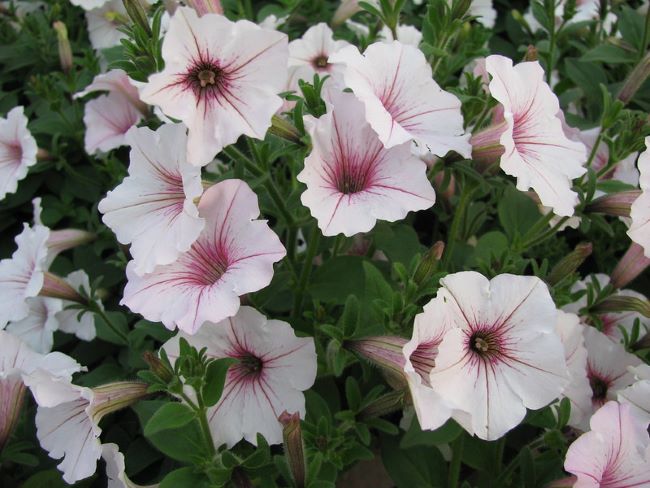 Rośliny do małego ogrodu Rośliny do małego ogrodu – Supertunia Vista