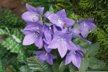 Rozwar wielkokwiatowy