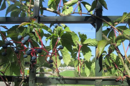 Winobluszcz na balkonie