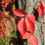 Winobluszcz pięciolistkowy (dzikie wino) – uprawa Winobluszcz pięciopalczasty (dzikie winio)