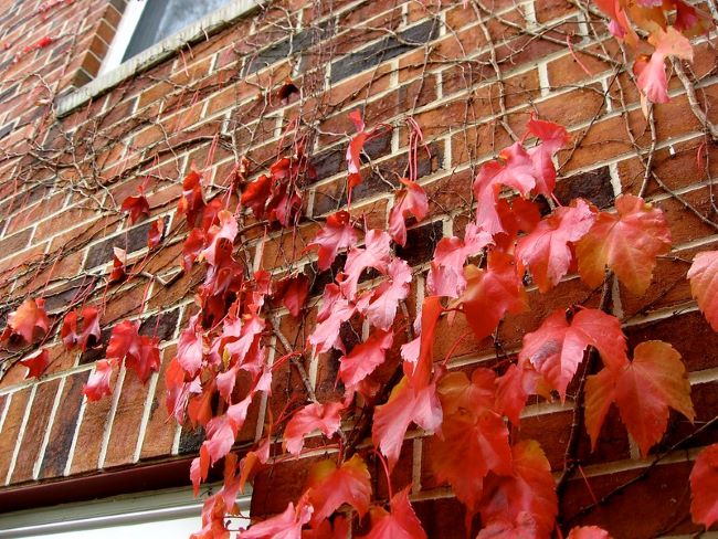 Winobluszcz trójklapowy – winobluszcz japoński – uprawa Winobluszcz trójklapowy