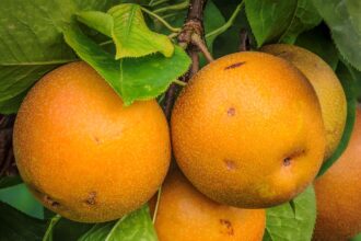 Grusza azjatycka – Jabłoniogrusza – uprawa i pielęgnacja Grusza azjatycka – uprawa i pielęgnacja