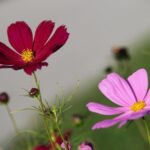 Kosmos podwójnie pierzasty – uprawa i pielęgnacja Kosmos podwójnie pierzasty – uprawa i pielęgnacja