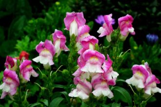 Lwia paszcza – uprawa i pielęgnacja