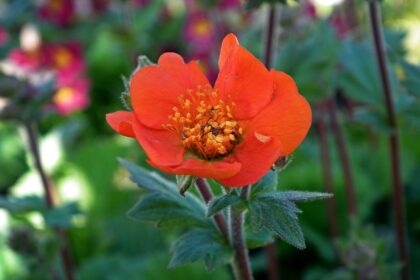 Maczek kalifornijski – uprawa i pielęgnacja