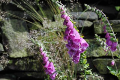 Naparstnica purpurowa – uprawa, pielęgnacja, zastosowanie