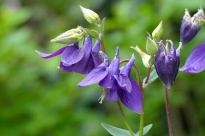 Orlik ogrodowy – uprawa i pielęgnacja