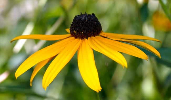 Rudbekia błyskotliwa – uprawa i pielęgnacja