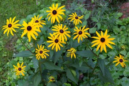 Rudbekia błyskotliwa – uprawa i pielęgnacja