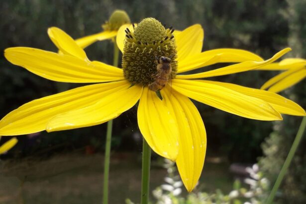 Rudbekia naga – uprawa i pielęgnacja