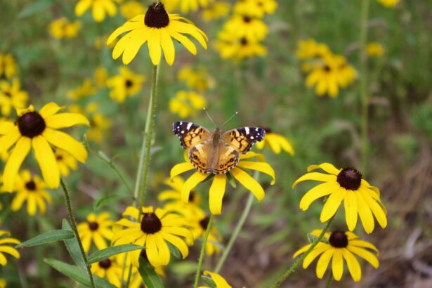 Rudbekia owłosiona – uprawa i pielęgnacja
