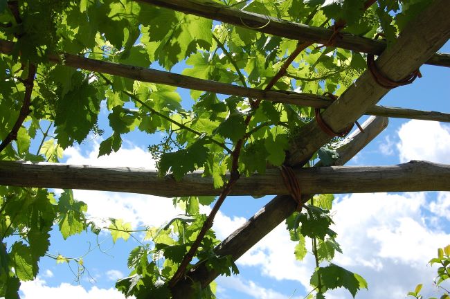 Sadzenie winogron – jak i kiedy sadzić winogrona