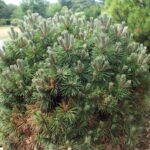 Pachnące iglaki Iglaki karłowate – sosna kosodrzewina Pinus mugo 'Allgau