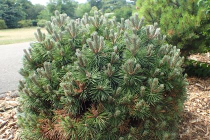 Iglaki karłowate – sosna kosodrzewina Pinus mugo 'Allgau