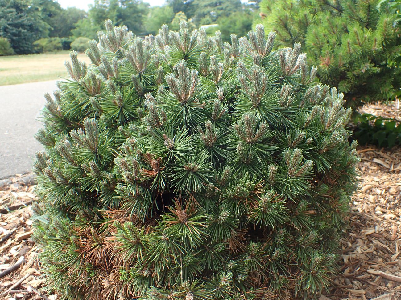 Iglaki karłowate – sosna kosodrzewina Pinus mugo 'Allgau