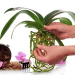 Jak pobudzić storczyk do kwitnienia