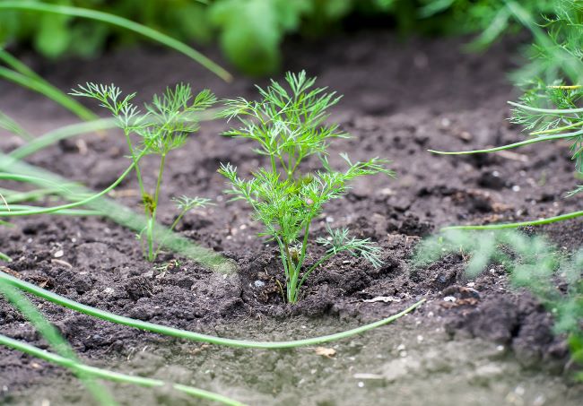 Warzywa na przedplon – koperek