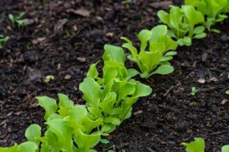 Warzywa poplonowe – jakie warzywa na poplon Warzywa poplonowe – warzywa na poplon