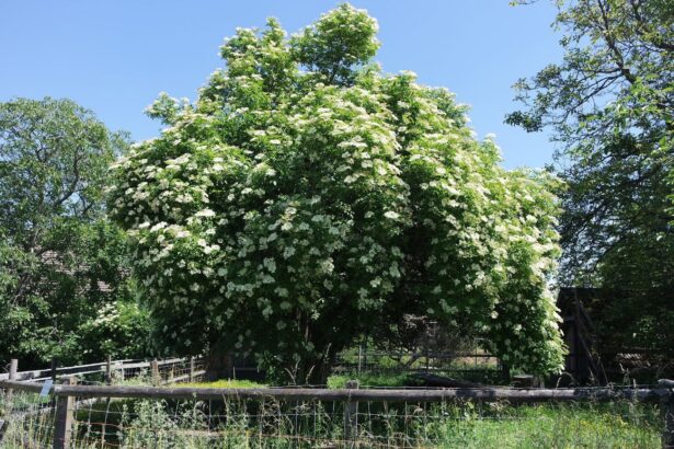 Czarny bez