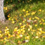 Jesienne opryski drzew owocowych Jesienne opryski drzew owocowych