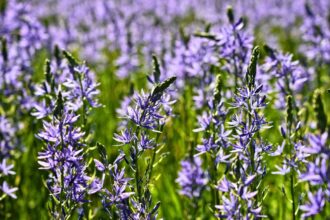 Kamasja – Camassia Leichtlinii