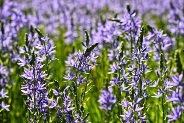 Kamasja – Camassia Leichtlinii